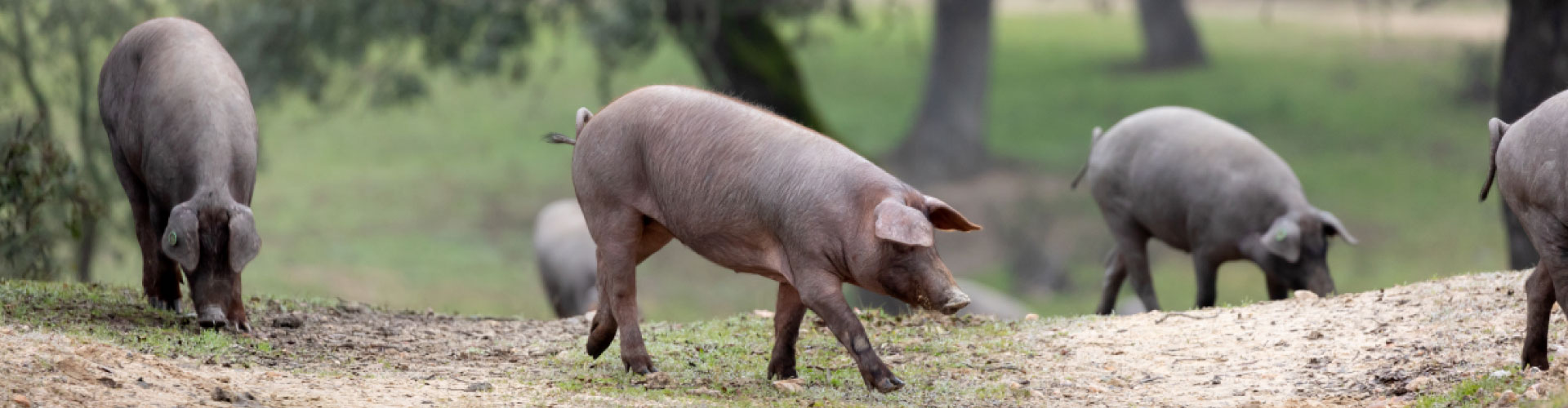 Sector porcino 2026: cambios en mercados internacionales